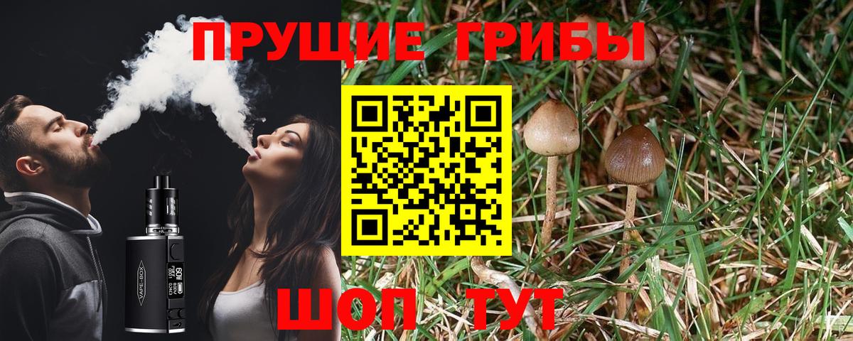 Галлюциногенные грибы Psilocybe  Псилоцибиновые грибы прущие грибы  Сунжа  Вход с VPN 